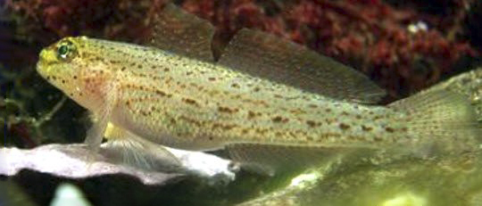 Gobius xanthocephalus_22001